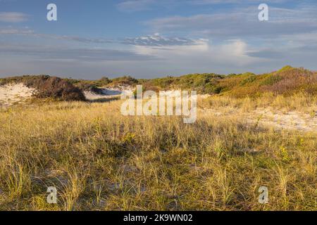 Les prairies mixtes de dunes se forment où le vent et le brouillard salin empêchent l'établissement d'arbustes ou d'arbres Banque D'Images