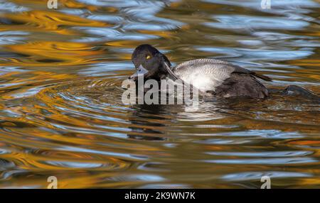 Mâle petit Fuligule, Aythya affinis, lavage et préening sur le lac, en automne. Banque D'Images