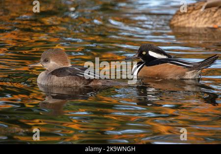 Paire de Lophodytes cucullatus à capuchon, nage sur le lac en automne, avec de l'érable rouge réfléchi au-delà. Banque D'Images