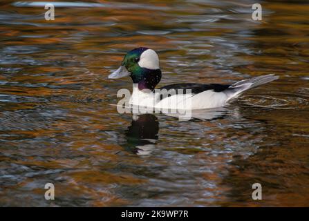 Bufflehead mâle, Bucephala albéola, nageant et se nourrissant sur le lac en automne, avec érable rouge réfléchi au-delà. Banque D'Images