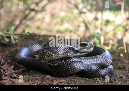 Couleuvre mince noire de l'est - Pantherophis alleghaniensis Banque D'Images