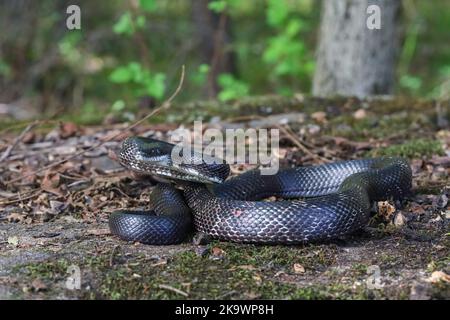 Couleuvre mince noire de l'est - Pantherophis alleghaniensis Banque D'Images