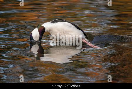 Bufflehead mâle, Bucephala albéola, nageant et se nourrissant sur le lac en automne, avec érable rouge réfléchi au-delà. Banque D'Images