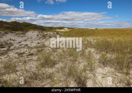 Les prairies mixtes de dunes se forment où le vent et le brouillard salin empêchent l'établissement d'arbustes ou d'arbres Banque D'Images