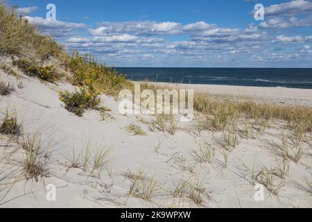 Les dunes primaires se forment lorsque le sable entraîné par le vent et l'eau est piégé par des espèces rustiques comme Ammophila brevigulata. Banque D'Images