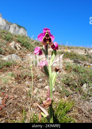Orchidée à la mouche Ophrys tenthredinifera dans les montagnes de Picos, dans le nord de l'Espagne Banque D'Images