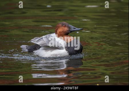 Canvasback mâle, Aythya valisineria, nageant et se nourrissant sur le lac en automne. Banque D'Images