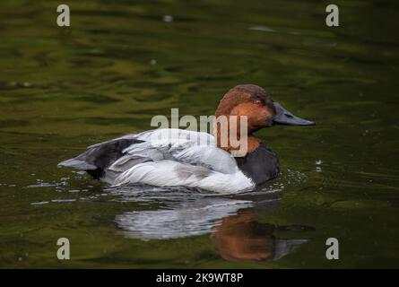 Canvasback mâle, Aythya valisineria, nageant et se nourrissant sur le lac en automne. Banque D'Images