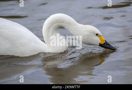 Cygne de Bewick, Cygnus bewickii, se nourrissant dans le lac en hiver. Banque D'Images