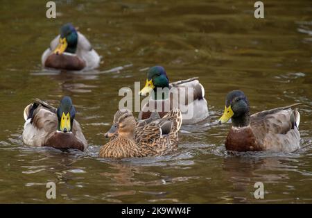 Colverts mâles, Anas platyrhynchos, se rassemblant autour des femelles au début de la saison de reproduction. Banque D'Images