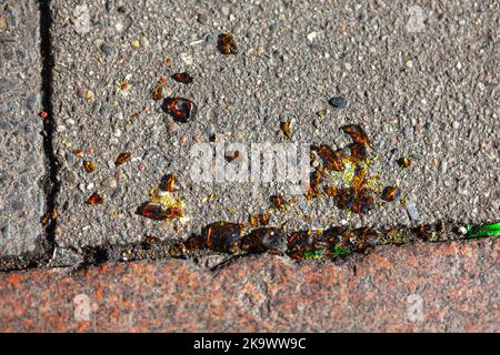 Verre cassé sur l'asphalte . Bouteille cassée dans la rue Banque D'Images