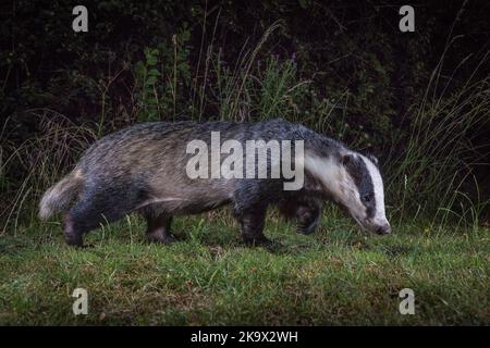 Femme Badger européen (Meles meles) dans le jardin la nuit, Cambridgeshire, Angleterre Banque D'Images