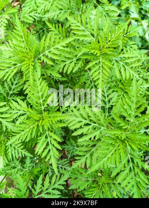 Ragweed américain, plein format. Les jeunes buissons n'ont pas encore fait de fleurs d'ambrosie. Plante dangereuse, Ambrosia arbustes qui provoque des réactions allergiques, Alle Banque D'Images