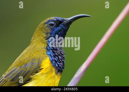 Gros plan d'un Sunbird mâle à dos olive Banque D'Images