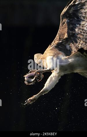 L'aigle à poissons à tête grise a pêché un poisson Banque D'Images