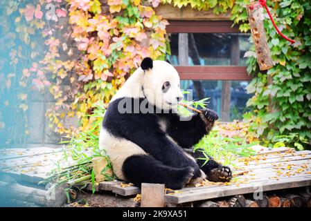 BEIJING, CHINE - 30 OCTOBRE 2022 - Un panda géant mange du bambou au zoo de Beijing, en Chine, le 30 octobre 2022. Banque D'Images