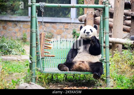 BEIJING, CHINE - 30 OCTOBRE 2022 - Un panda géant mange du bambou au zoo de Beijing, en Chine, le 30 octobre 2022. Banque D'Images