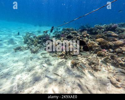 Le récif de Sargos ou la dorade blanche, connu sous le nom de Diplodus Sargus, pêchent sous l'eau du récif corallien. Vie sous-marine de récif avec coraux et poissons tropicaux Banque D'Images