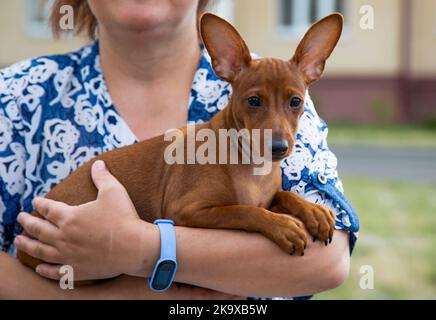 Une femme tient un petit chien de chiot dans ses bras. Curieux chiot miniature Pinscher regarde soigneusement sur le côté. Banque D'Images