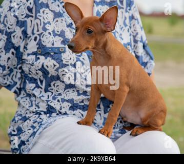 Une femme tient un petit chien de chiot dans ses bras. Curieux chiot miniature Pinscher regarde soigneusement sur le côté. Banque D'Images