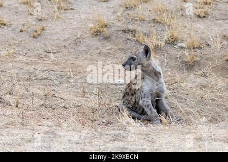 Jeune assis achetée hyena, crocuta crocuta, vue de face, dans le parc national Kruger, Afrique du Sud. Banque D'Images