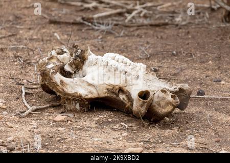 Le soleil blanchi le crâne d'un hippopotame, Hippopotamus amphibius, en décomposition dans le parc national Kruger, Afrique du Sud. Banque D'Images