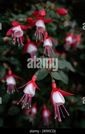 Portrait de fleurs fuchsia capturé à l'intérieur du dôme de la Forêt-Cloud, à Singapour Banque D'Images