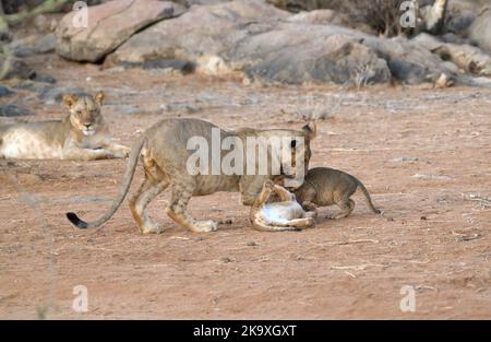Lion (Panthera leo). Un grand cub (environ un an) joue avec deux petits CUB (environ deux mois) Banque D'Images