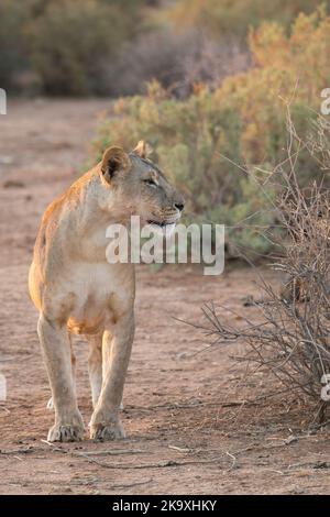 Lion (Panthera leo). Alerte femelle Banque D'Images