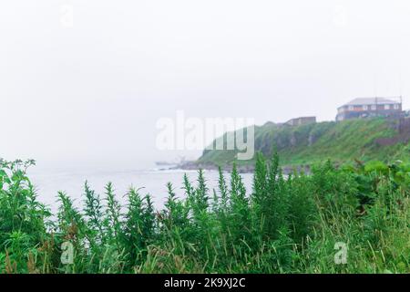 paysage de bord de mer flou, mise au point sur l'herbe proche Banque D'Images