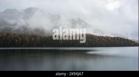 Matin brumeux au lac Saint-Moritz avec mélèze aux couleurs de l'automne Banque D'Images