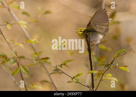 Un oiseau sauvage, un oiseau jaune, vert et blanc, le bois de verrue, perçant sur une petite branche avec ses ailes ouvertes. Jour de printemps ensoleillé dans la forêt. Banque D'Images