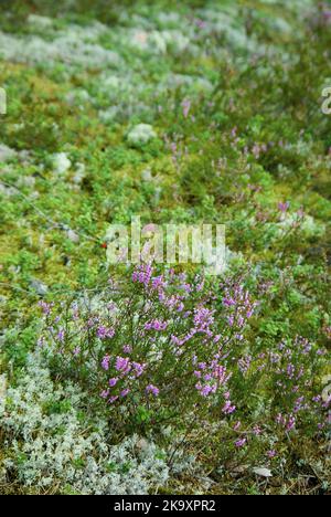 Paysage forestier avec des plantes de bruyère en fleurs et de la mousse et des baies de lingonis sur le sol à la fin de l'été en Suède. Banque D'Images