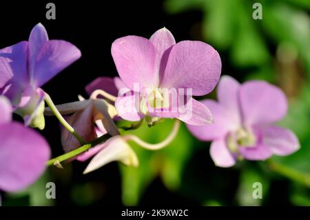 Fleur d'orchidée rose ou orchidée pourpre, fleurs pourpres ou orchidée de Bulbophyllum ou dendrobium ou plante de Dendrobium sp ou D'ORCHIDACEAE Banque D'Images
