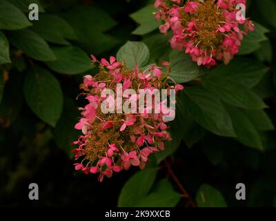 Gros plan des fleurs roses d'automne de la plante de jardin à feuilles caduques, Hydrangea paniculata Ruby. Banque D'Images