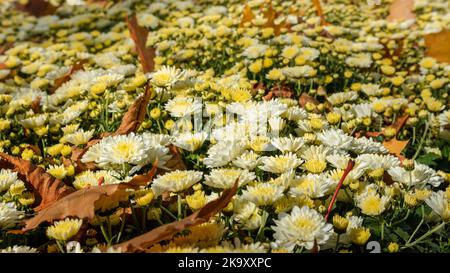 De petites fleurs blanc-jaune fleurissent en automne. Les chrysanthèmes, les chrysanthèmes fleuriaient avec des feuilles tombées ensoleillées en gros plan Banque D'Images