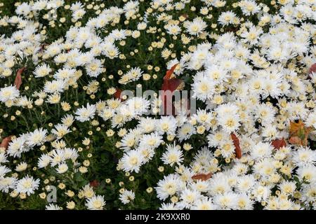 De petites fleurs blanches fleurissent en automne. Les chrysanthèmes, les chrysanthèmes fleuriaient avec des feuilles mortes en gros plan Banque D'Images