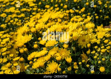 Automne des fleurs jaunes vibrantes fleurissent en gros plan. Chrysanthèmes, chrysanthèmes fleuris avec un arrière-plan flou Banque D'Images