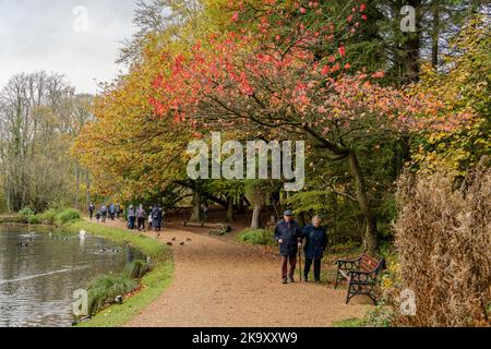 Les gens qui profitent d'une promenade à Hardwick Park, Sedgefield, comté de Durham, Royaume-Uni en automne ou en automne. Banque D'Images