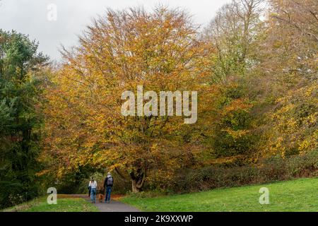 Les gens qui profitent d'une promenade à Hardwick Park, Sedgefield, comté de Durham, Royaume-Uni en automne ou en automne. Banque D'Images