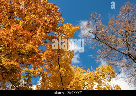 Saison d'or de l'automne. Branches d'érable avec des feuilles jaunes colorées sur le ciel bleu avec des nuages, fond naturel automnal de forêt Banque D'Images