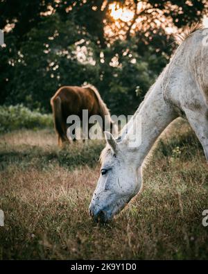 De beaux chevaux paître dans des pâturages secs pendant l'heure d'or du coucher du soleil. Banque D'Images