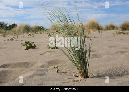 bush d'herbe qui pousse sur une dune de sable malgré la sécheresse du sol Banque D'Images