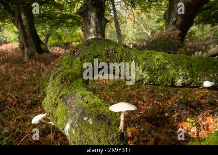 Champignons de porcelaine sur une branche d'arbre de mousse dans le parc national de New Forest, Hampshire, Angleterre, Royaume-Uni, pendant l'automne Banque D'Images