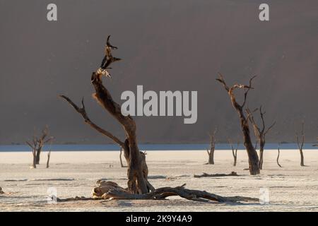 Arbres Camelthorn morts contre les dunes rouges et le ciel bleu à Deadvlei, Sossusvlei. Parc national Namib-Naukluft, Namibie, Afrique. Banque D'Images