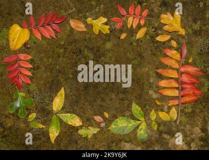 Feuilles d'automne aux couleurs vives disposées en forme de cadre sur le dessus du grès recouvert de lichen et de mousse, avec un espace de copie au milieu Banque D'Images