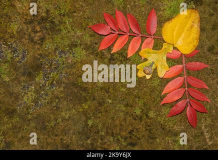 Feuilles d'automne colorées sur fond de grès mossy, avec espace de copie. Convient aux concepts écologiques et de conservation. Banque D'Images