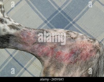 Agrafes métalliques à l'intérieur du genou et de la jambe d'un chien après une chirurgie de TPLO, avec incision la plupart du temps guérie. Marques rouges sur la peau causées par l'adhérence du bandag Banque D'Images