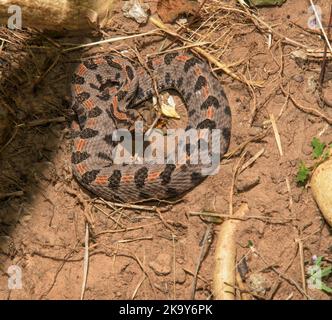 Le serpent pygmée occidental s'enroule dans une posture défensive, camouflé sur le sol près d'un endroit ombragé Banque D'Images