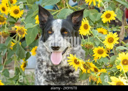 Chien à pois noir et blanc au milieu des tournesols, regardant le spectateur Banque D'Images